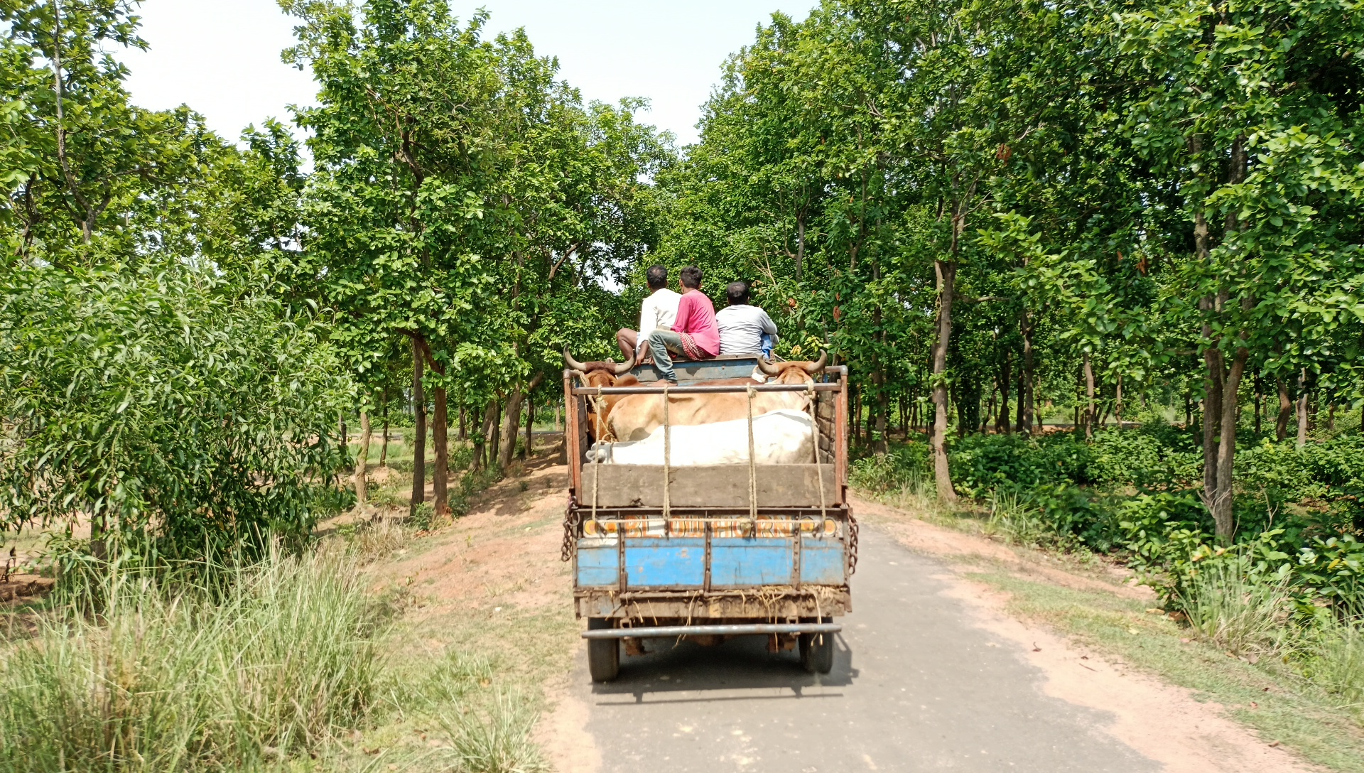 Cattle smuggling still rampant in Birbhum