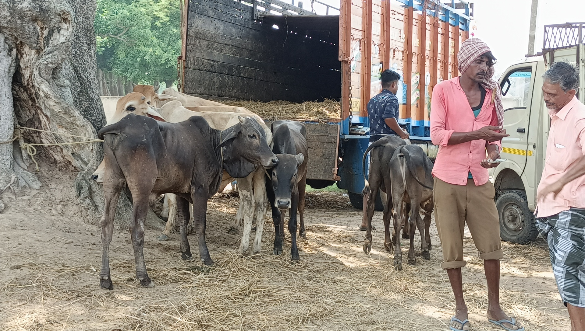 Cattle smuggling still rampant in Birbhum