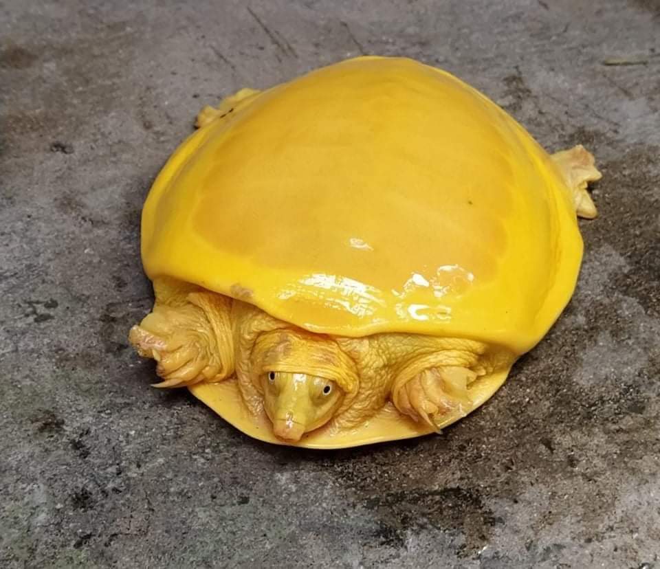 Rare yellow tortoise rescued