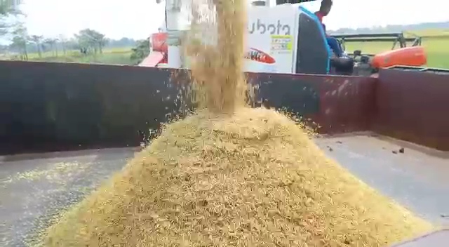 farmers in panagarh are harvesting paddy due to a depression forecast