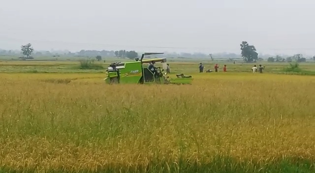 farmers in panagarh are harvesting paddy due to a depression forecast