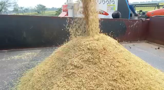 farmers in panagarh are harvesting paddy due to a depression forecast