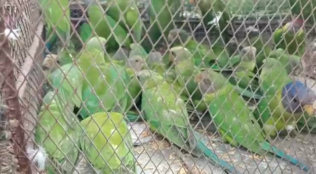 parrots recovered from Durgapur, 2 smugglers arrested