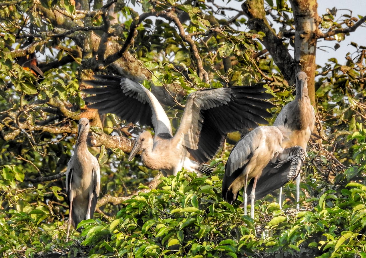 picnic stopped in Durgapur forest to save wildlife