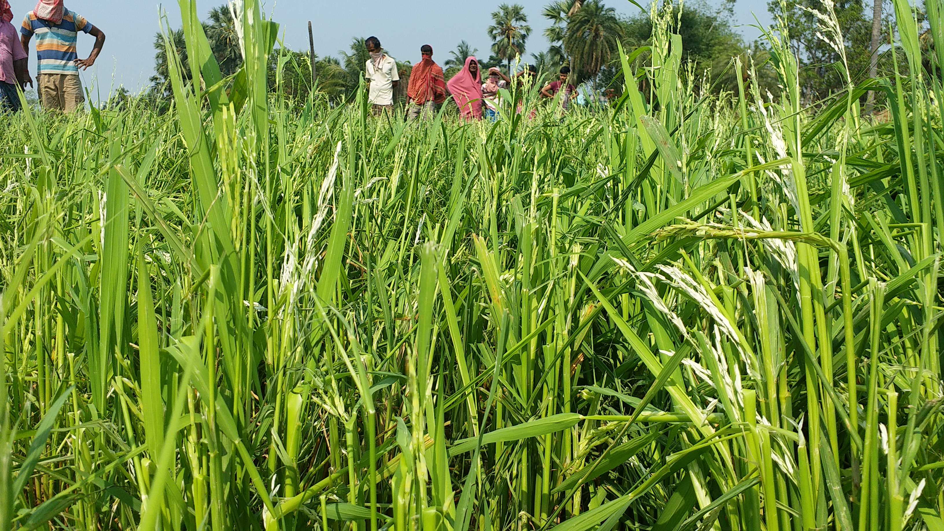 শিলার আঘাতে ধানের শিষ সাদা হয়ে গিয়েছে