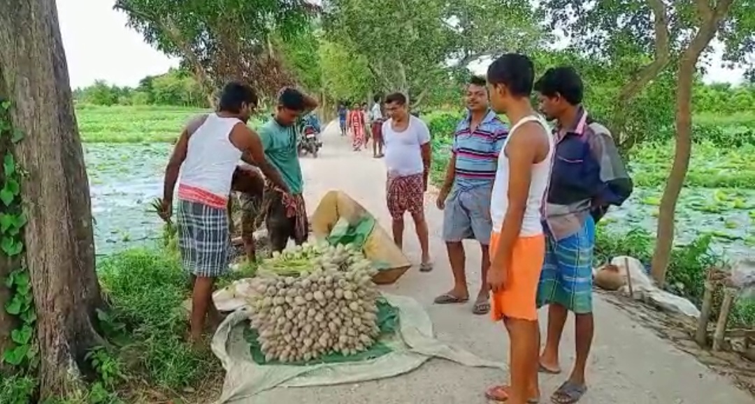 Durga Puja 2022 lotus farmer facing losses due to insufficient rain