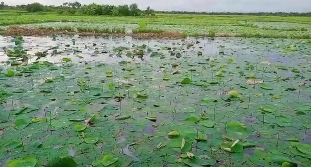Durga Puja 2022 lotus farmer facing losses due to insufficient rain