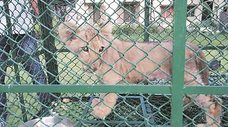 ED raid on Bellias Road in Howrah in an international animal trafficking investigation