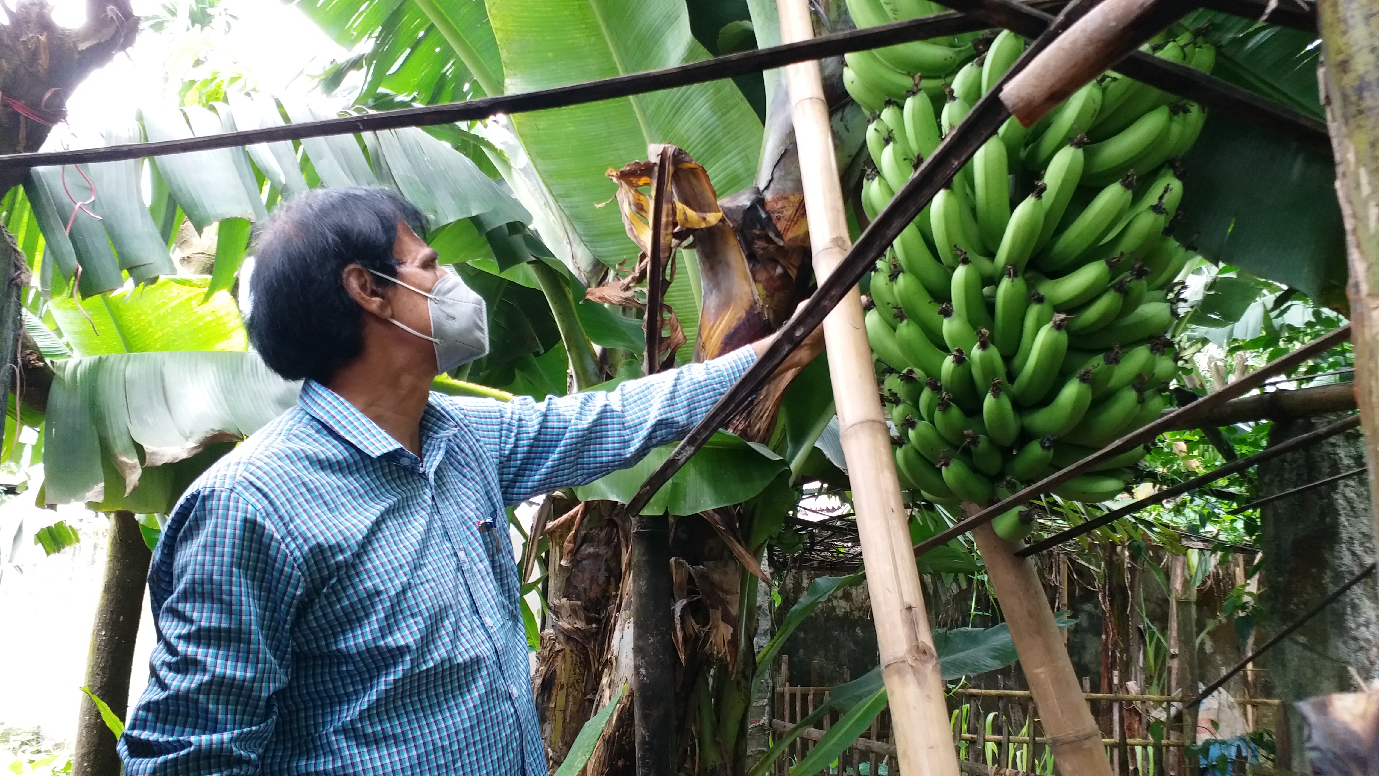 কলাবাগানে গাছের পরিচর্যায়