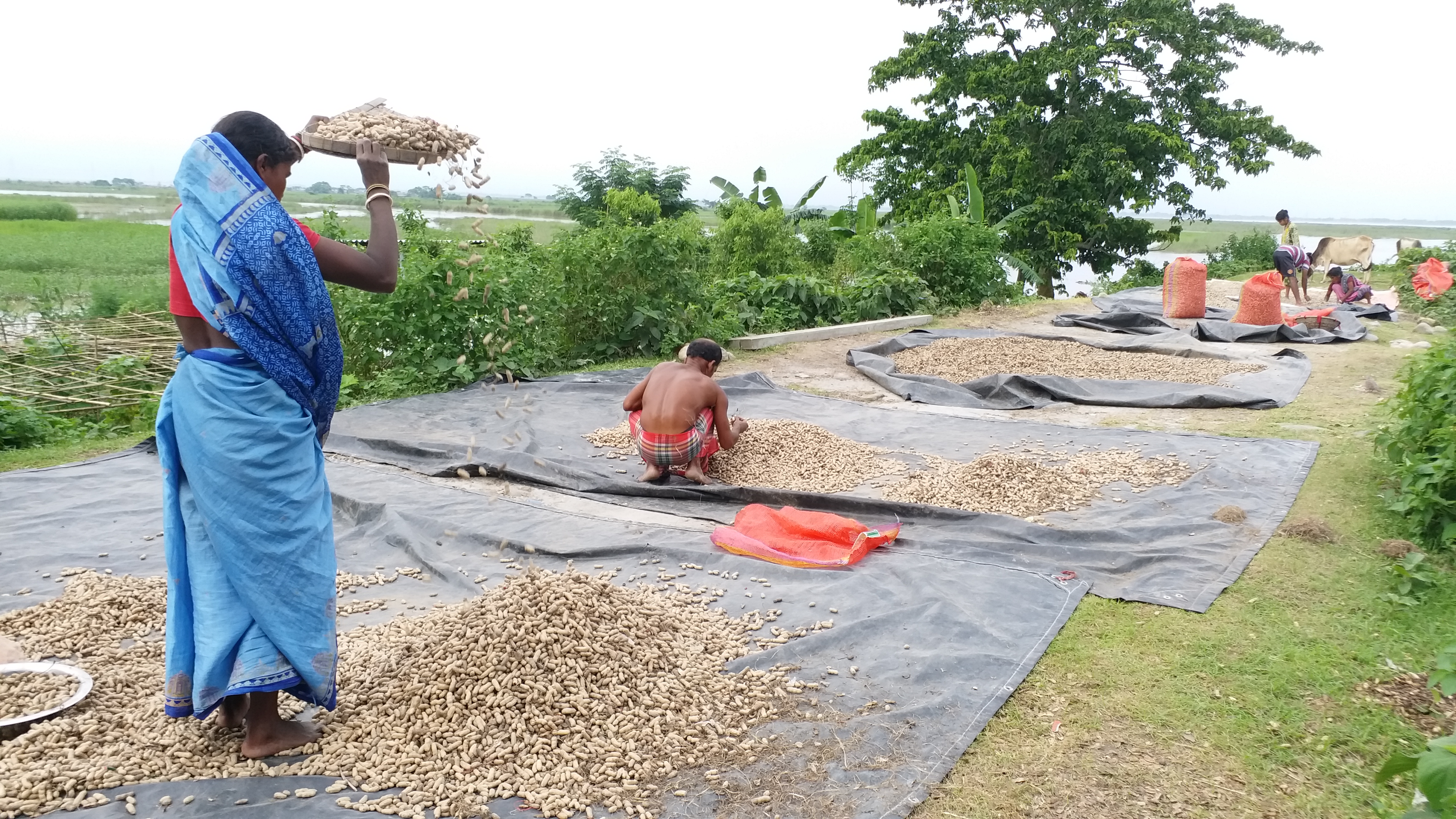 peanut farmers in crisis