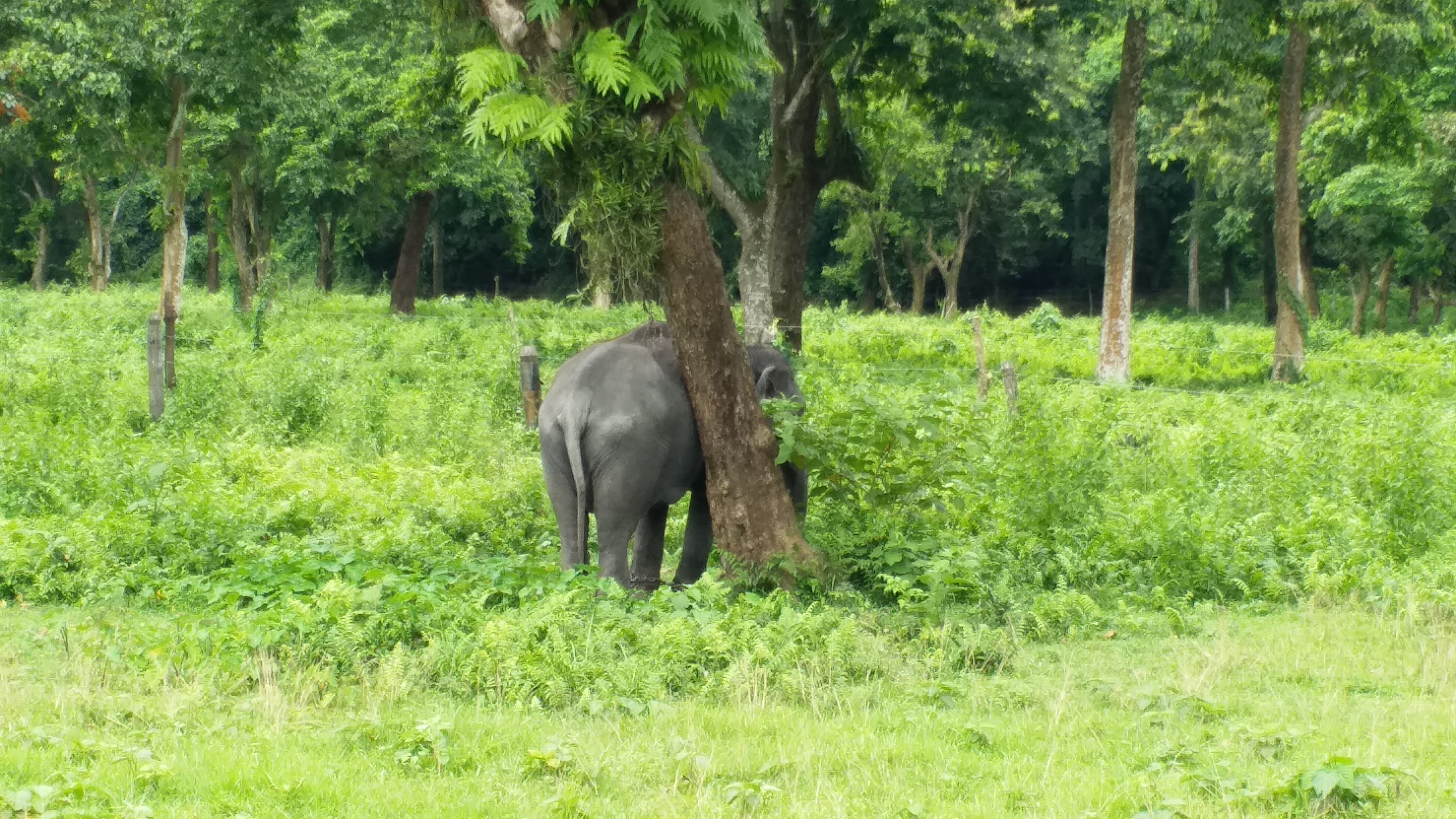 jalpaiguri