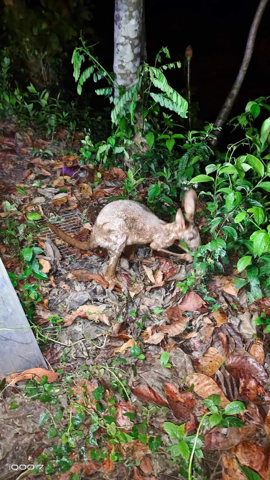 Kangaroos Rescued in Bengal