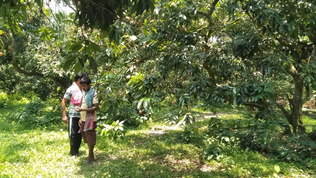 লিচু বাগানে প্রশান্ত ঘোষ