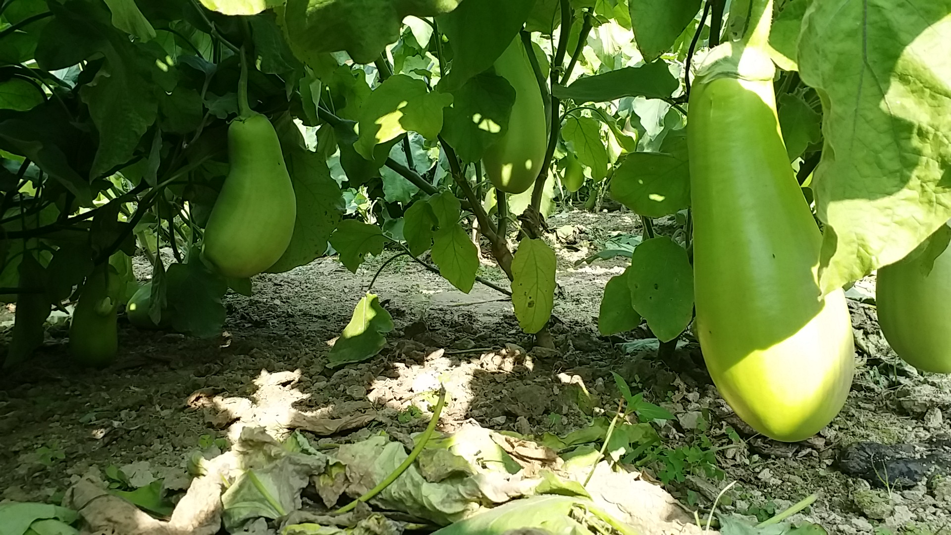 winter season brinjal