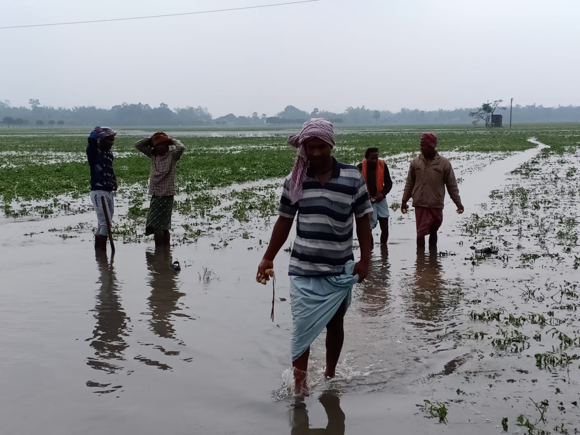 rain_affects_potato_cultivation