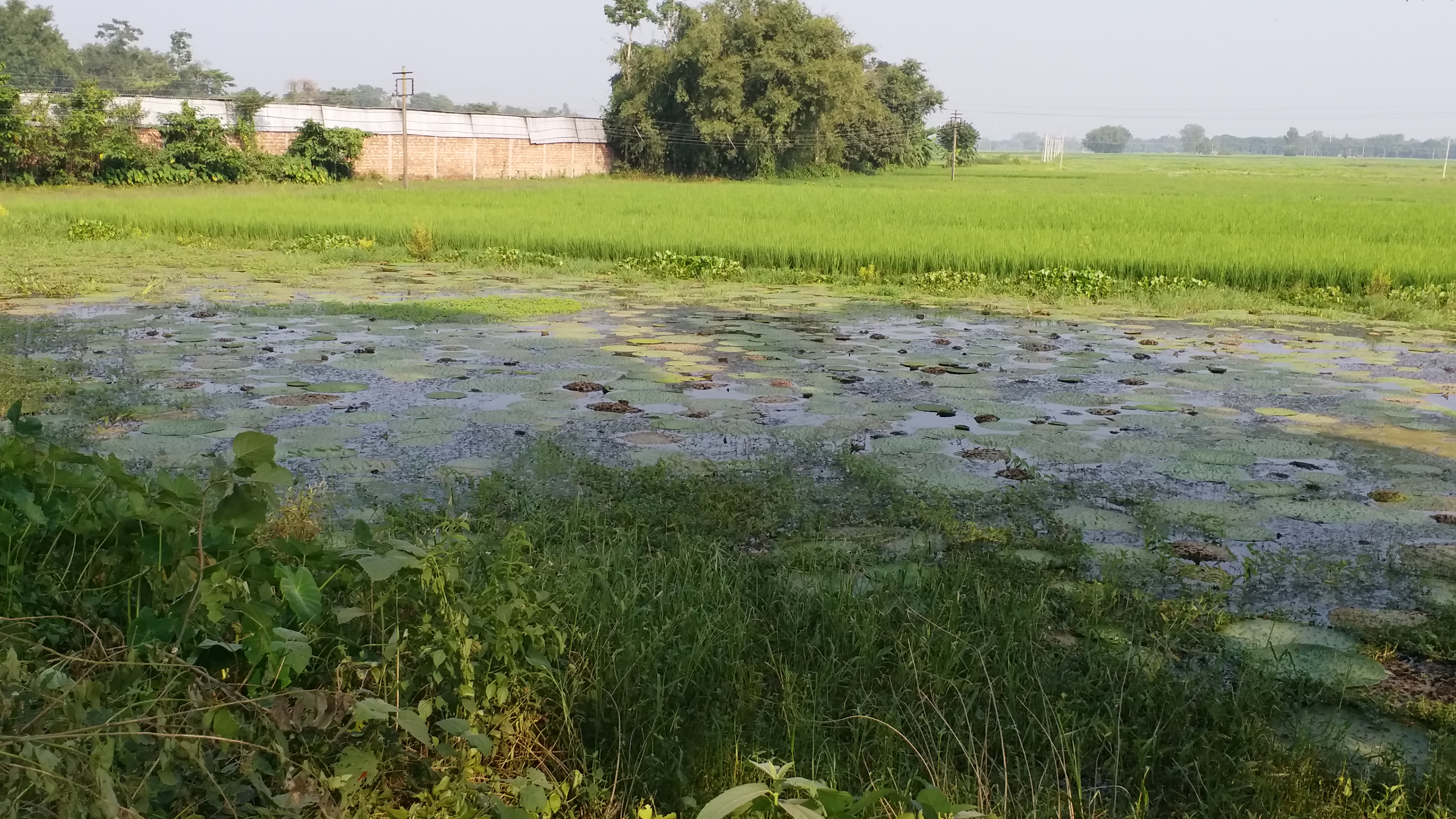 District Administration putting effort on Makhana Farming in Malda