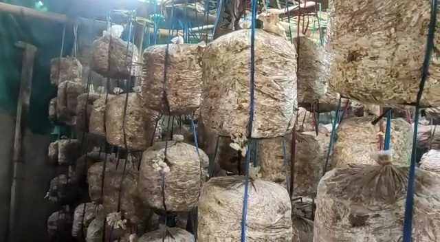 women make pickles and papad with mushrooms in chopra north dinajpur