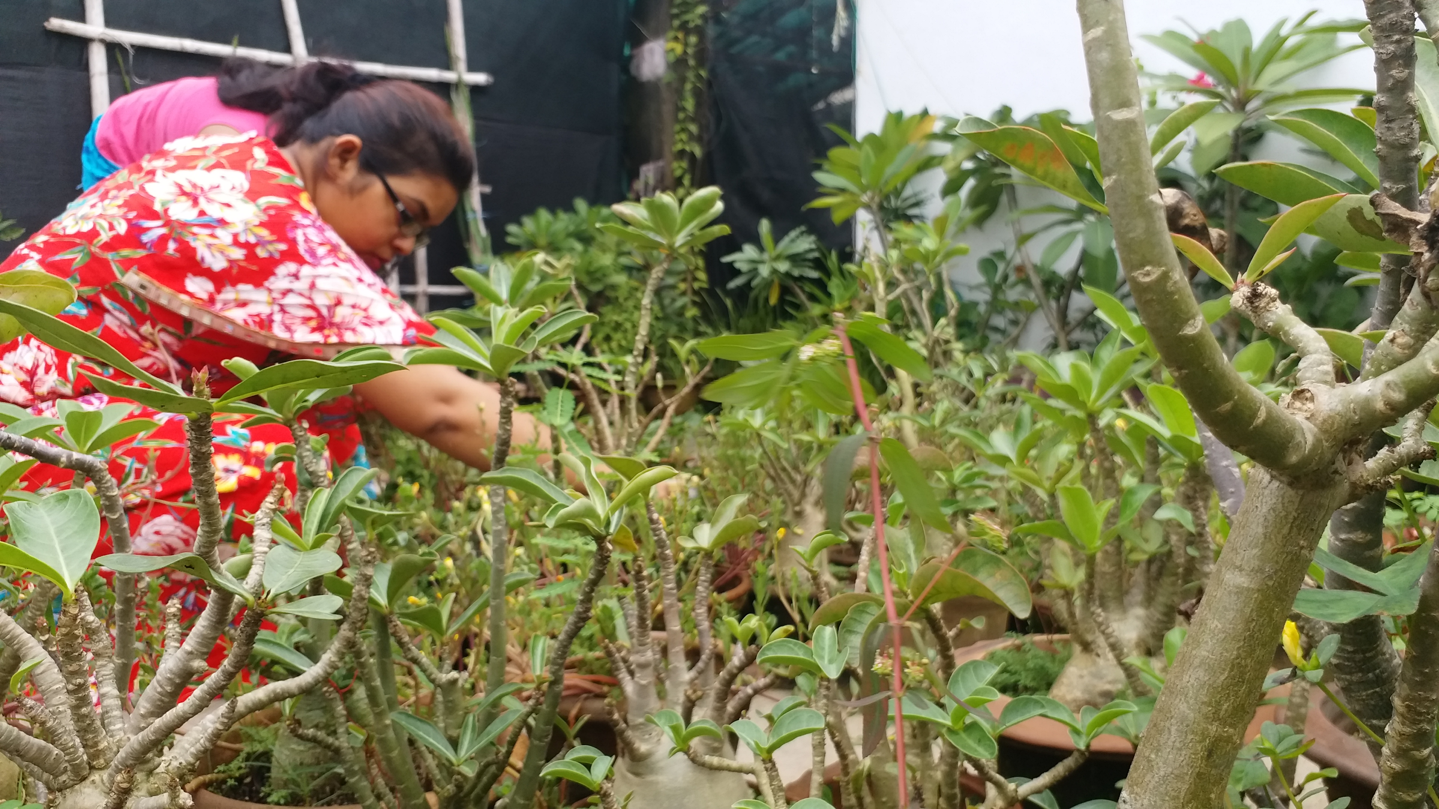 Orchid saplings