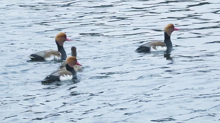 migrant birds