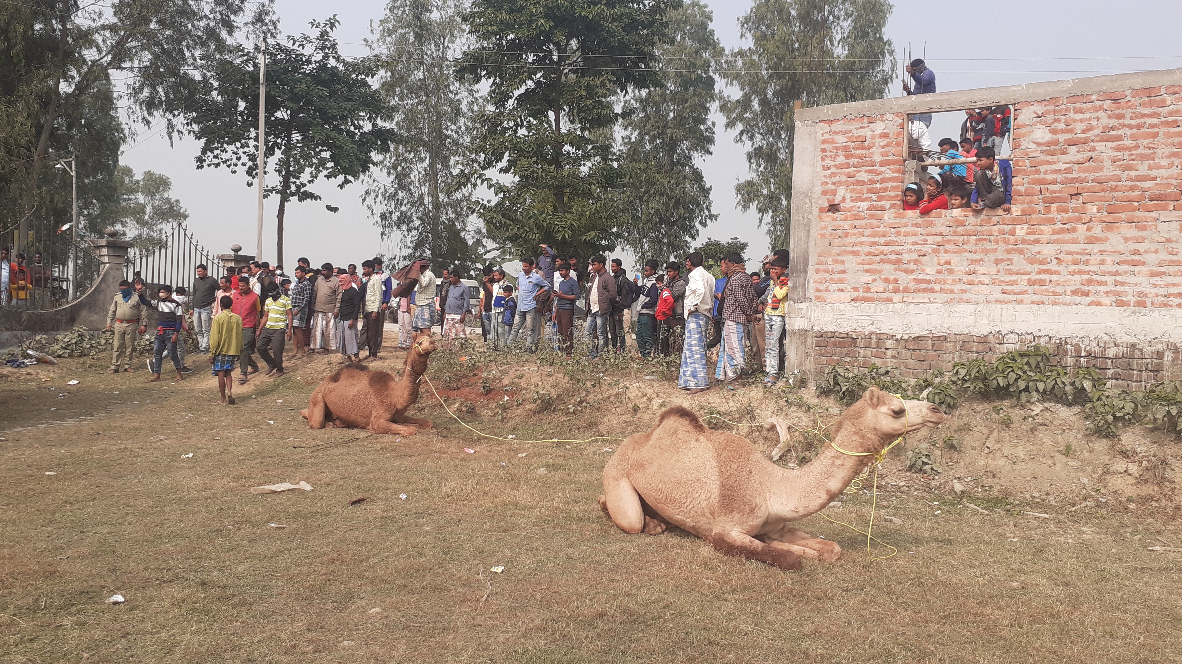 Eleven Camel Rescued in South Dinajpur During Smuggling