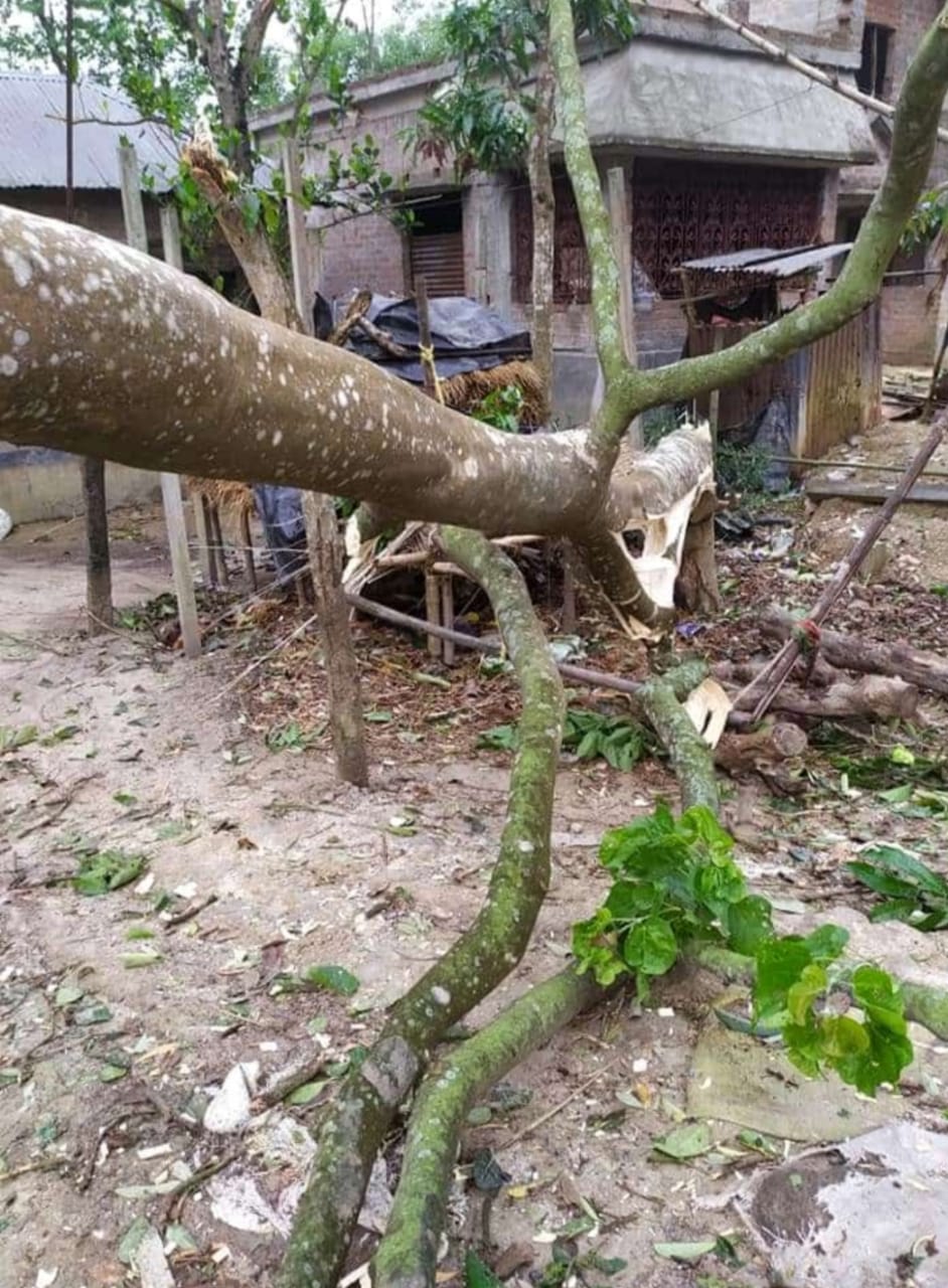 ঝড়ের তীব্রতায় গাছ ভেঙে বাড়ি ঘর ক্ষতিগ্রস্ত কুমারগঞ্জে