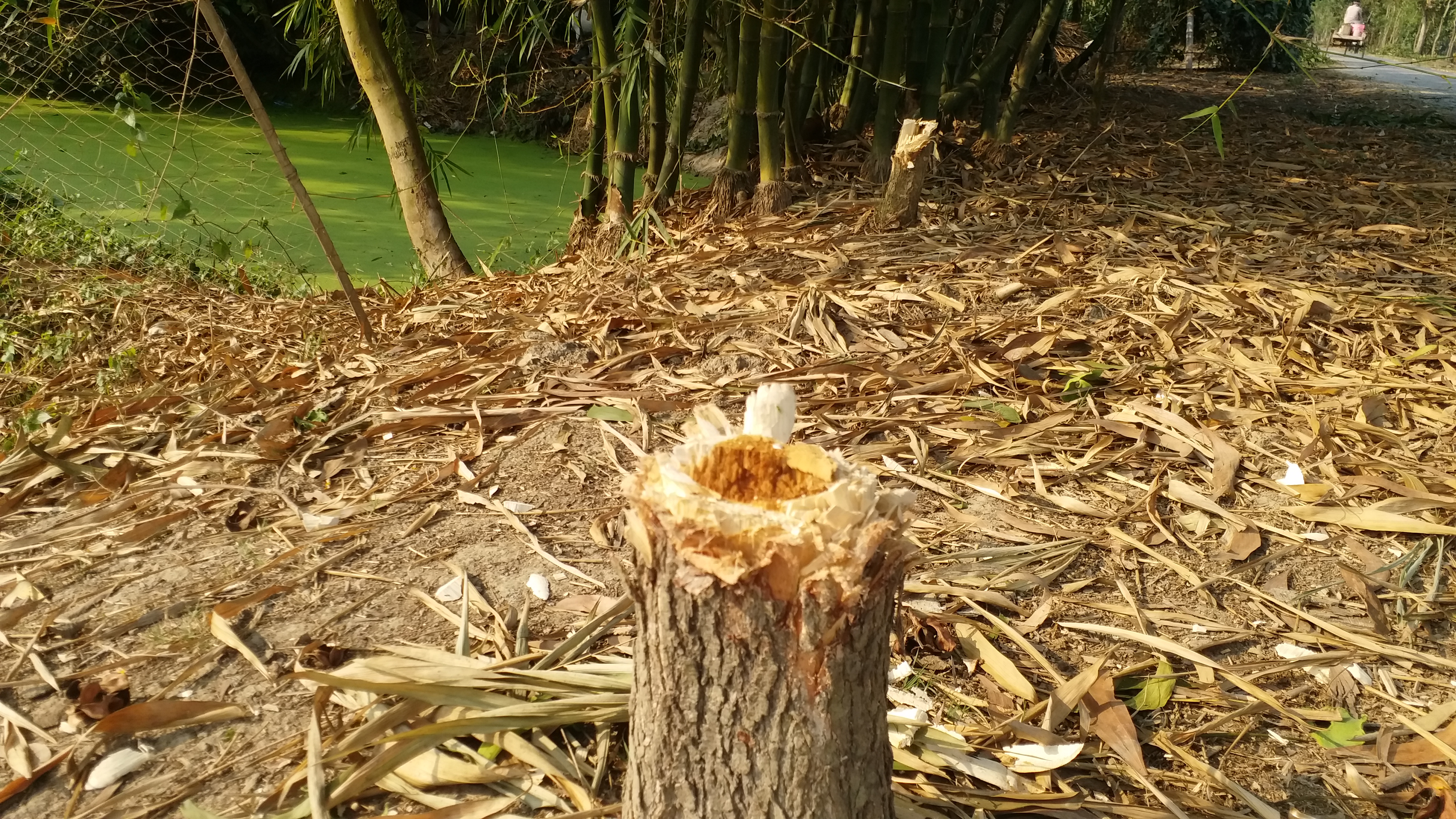 TREE CUTTING CONTROl