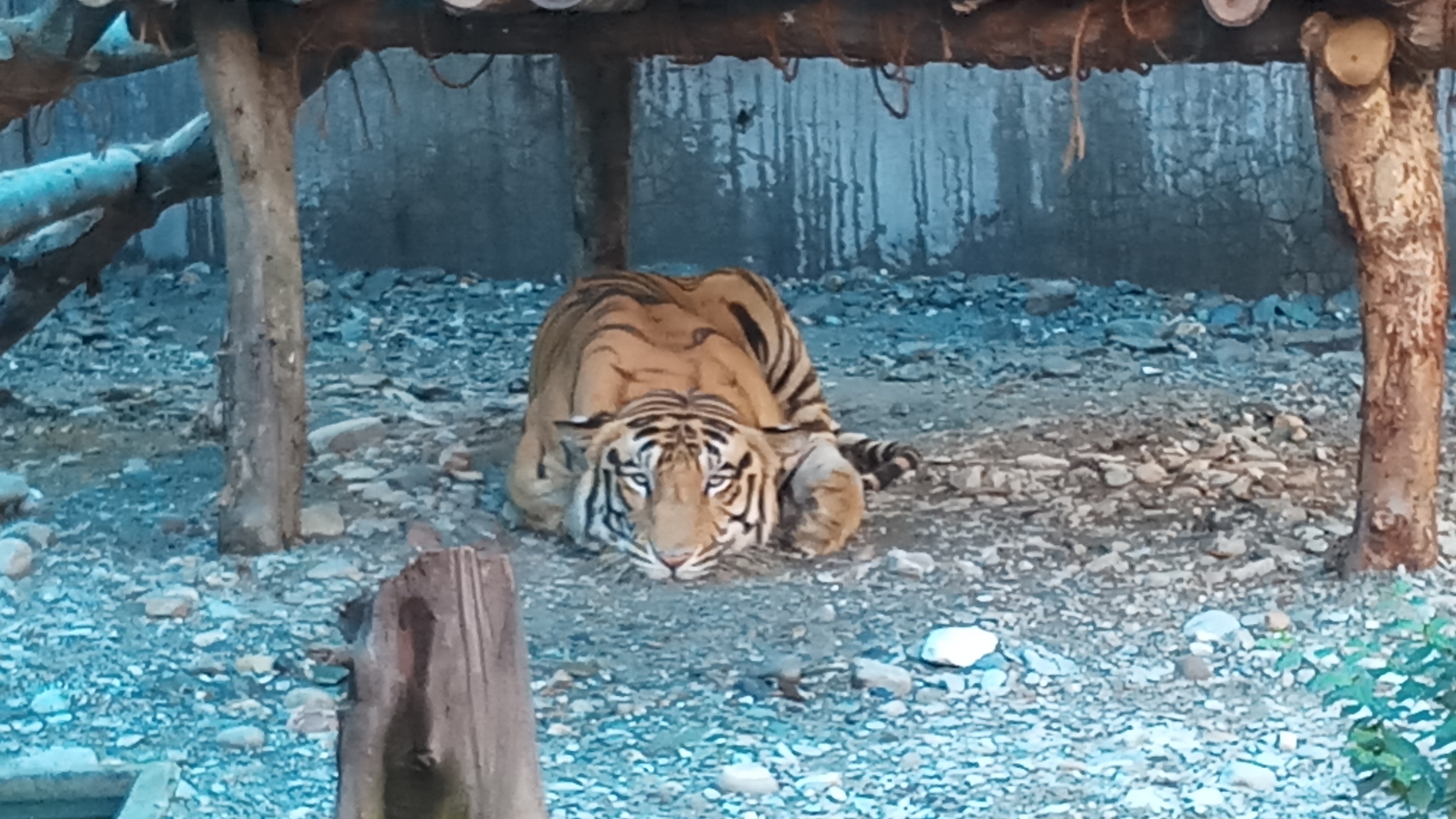 closed Bengal Safari Park