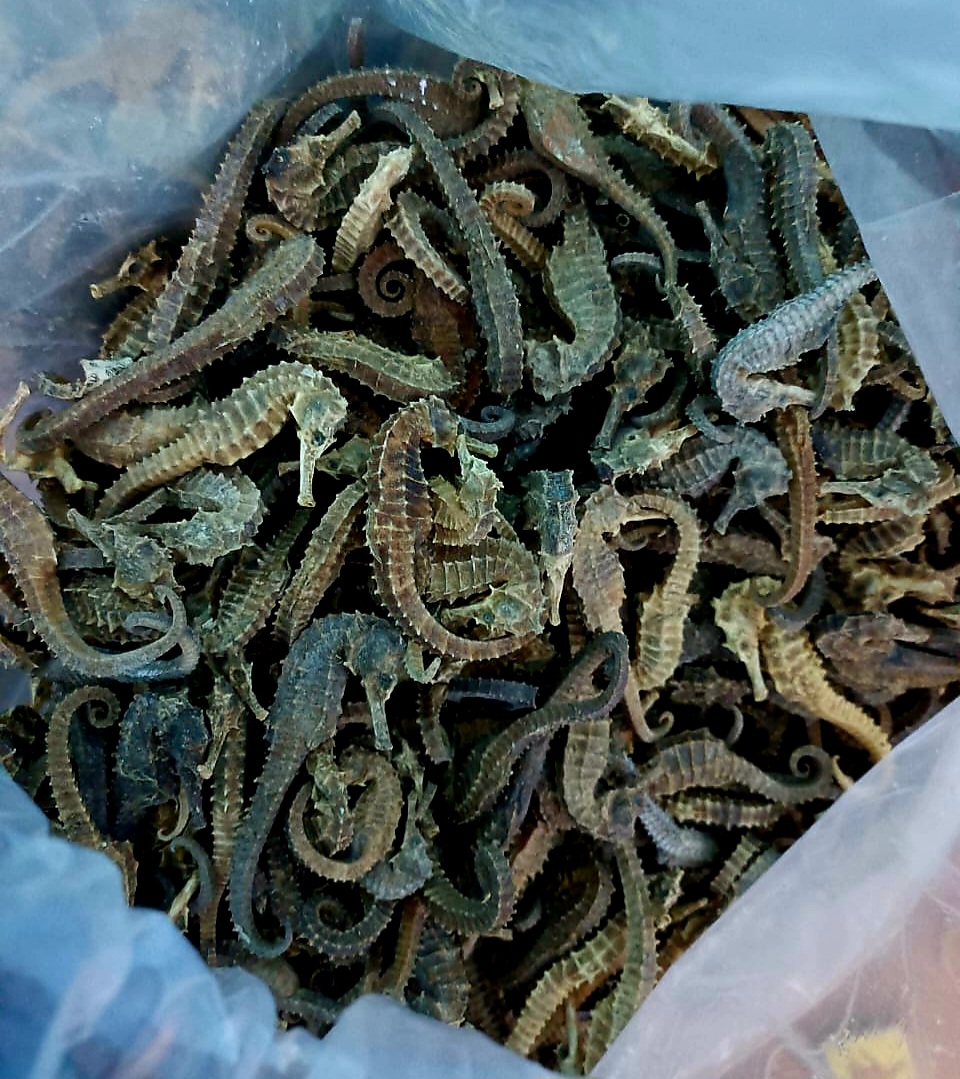 Sea Horse Smuggling