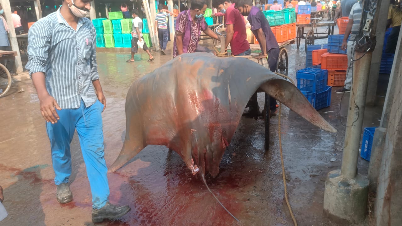 780 kg shankar fish caught by odisha fisherman in Digha