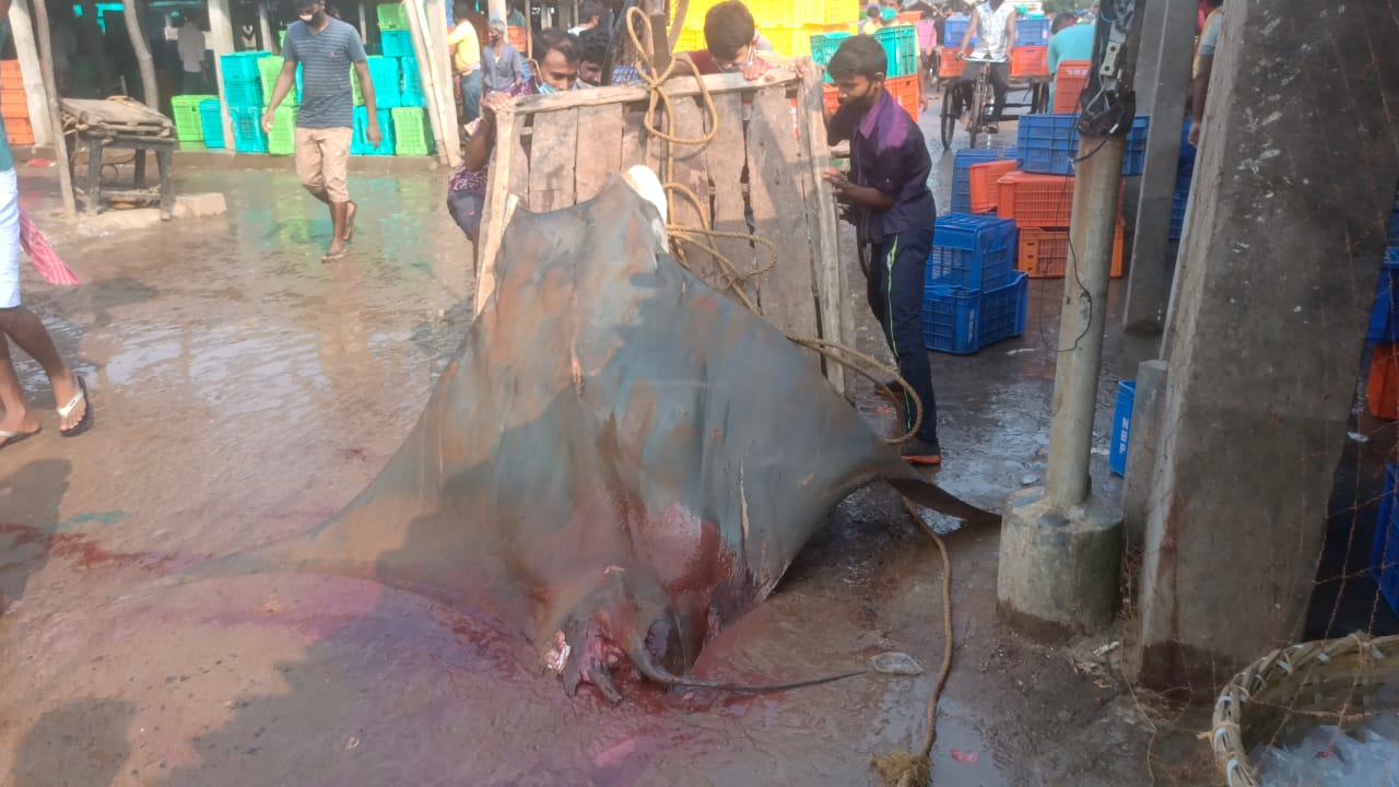 780 kg shankar fish caught by odisha fisherman in Digha