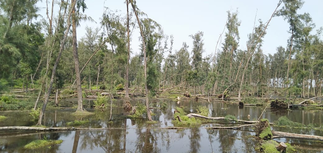 Jhau forest of digha