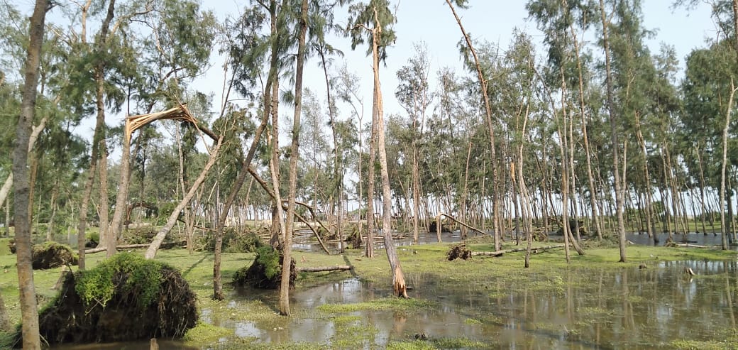 Jhau forest of Digha beach is destroyed