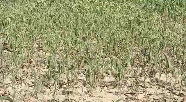 Jute Cultivation