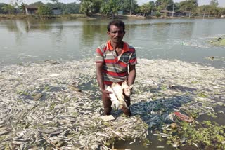 millions lost due to death of thousands of fish in the pond in malda west bengal