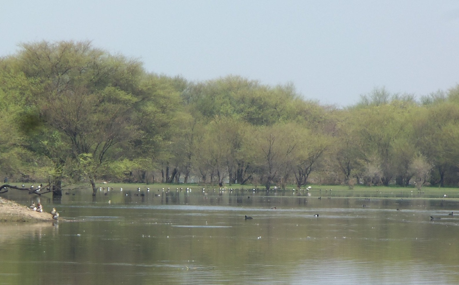 WETLAND