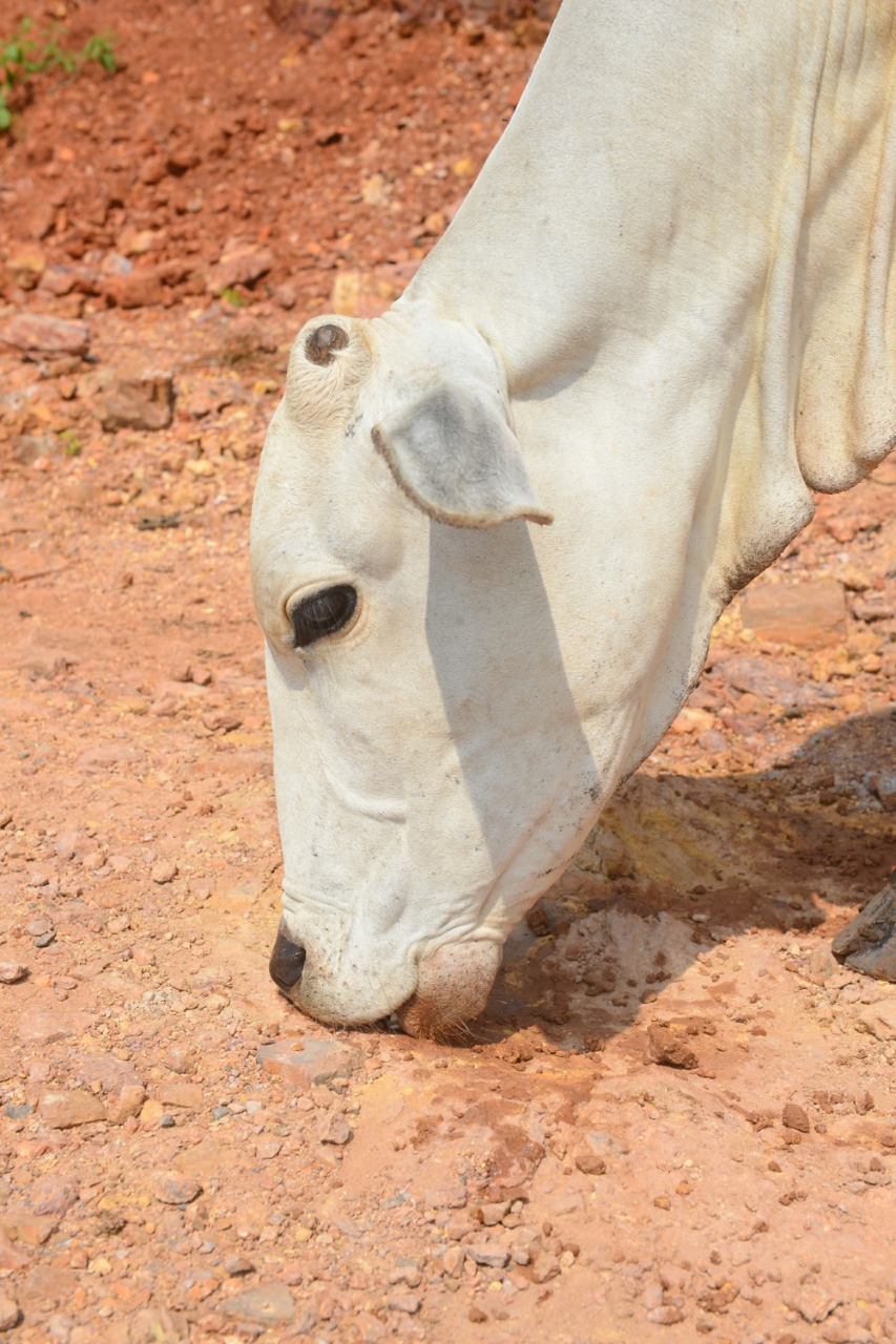 Cow cabinet’ in MP to discuss cow cess today