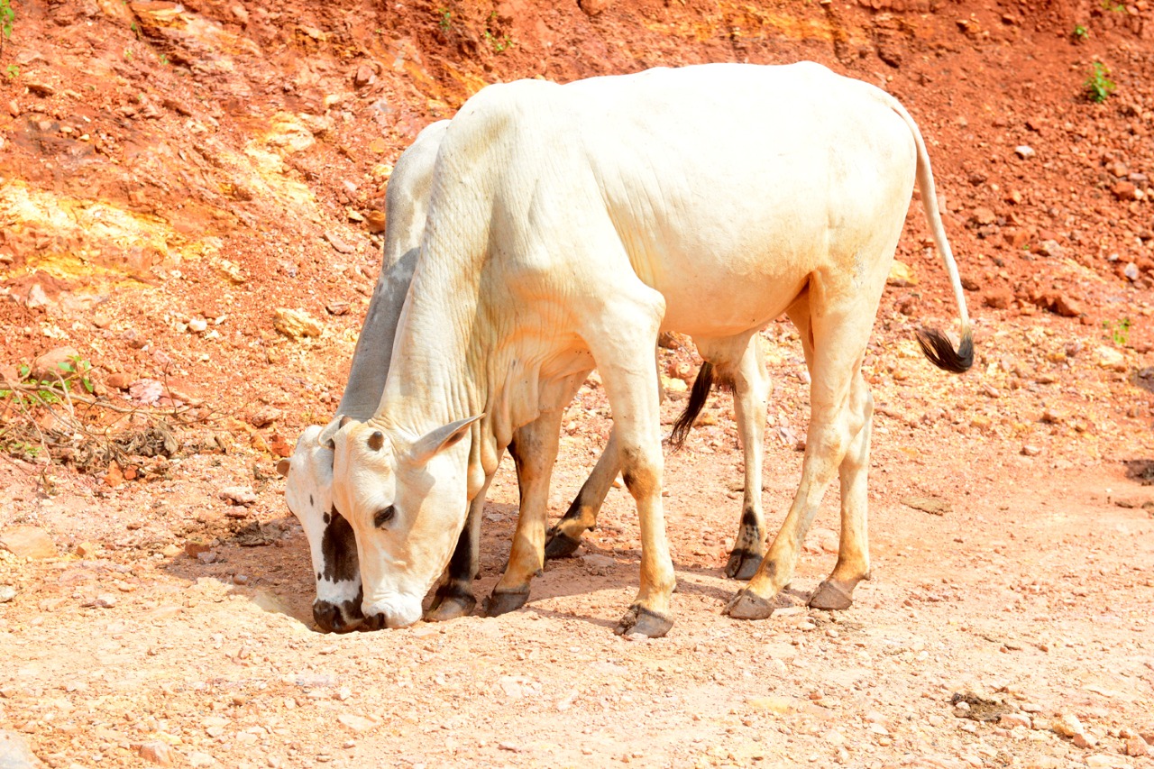 Cows eating soil at Nallamala forest area