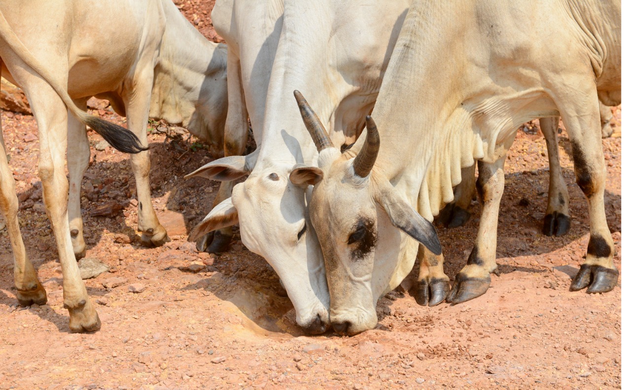 Cows eating soil at Nallamala forest area