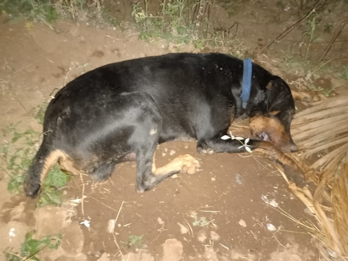 Vijayapura: A Dog sacrifices his life for save a owners Life