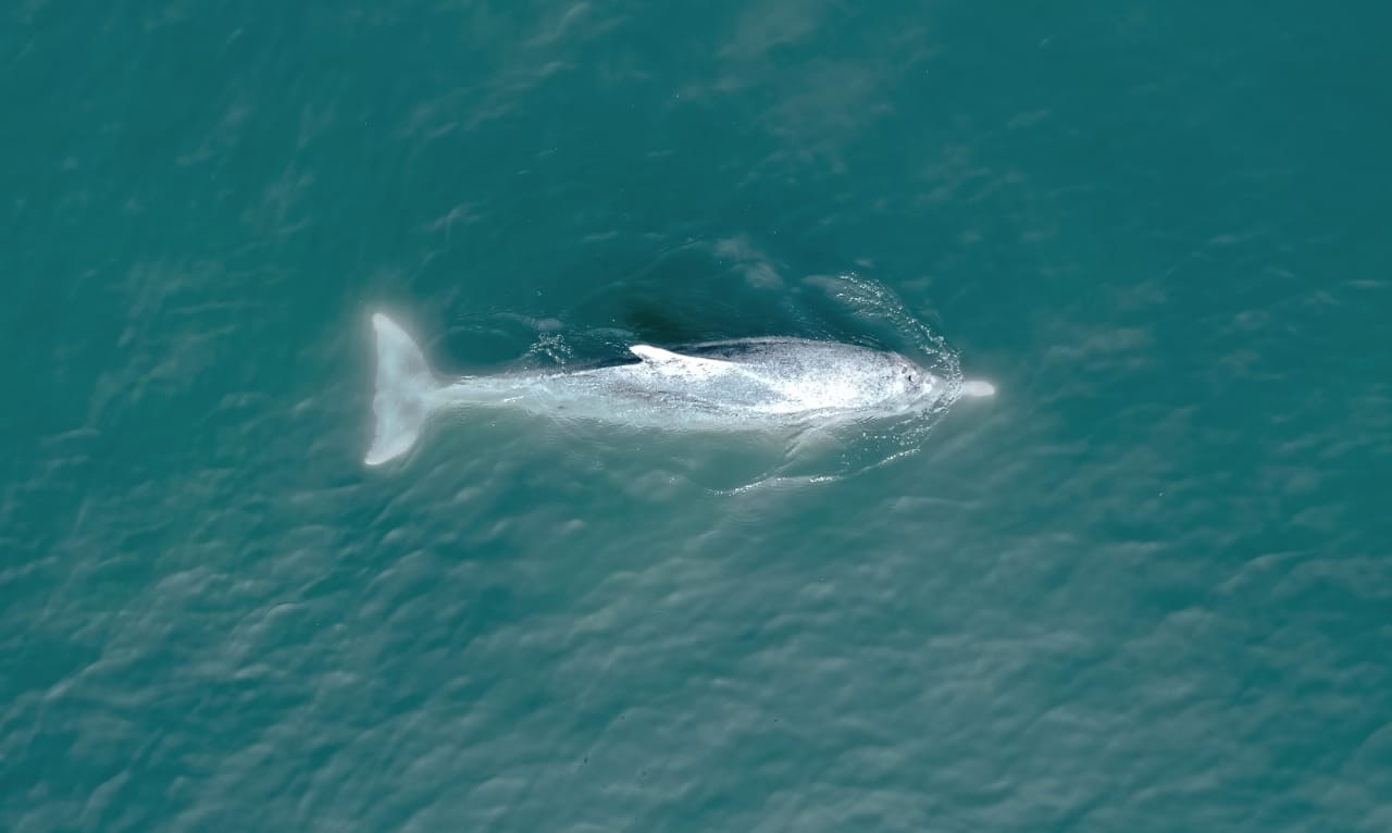 Humpback dolphins