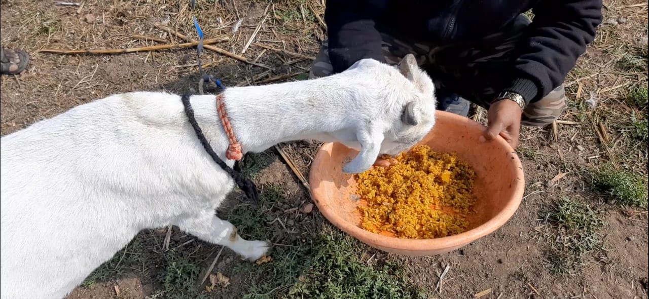 Goat eat Chicken biryani in madhya pradesh  non vegetarian goat in madhya pradesh  മധ്യപ്രദേശിലെ ചിക്കൻ ബിരിയാണി കഴിക്കുന്ന ആട്  മധ്യപ്രദേശിലെ മാംസാഹാരിയായ ആട്