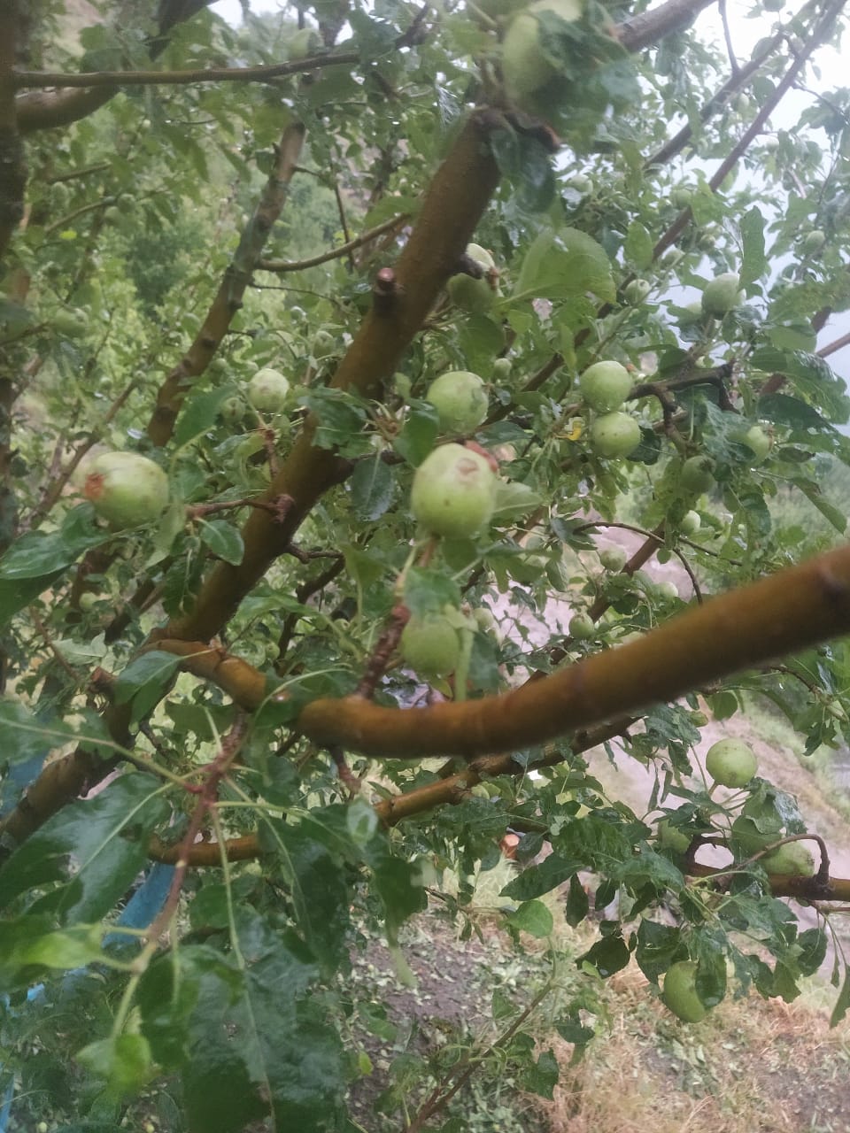 apple crop damage