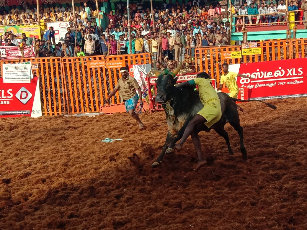 jallikattu competition