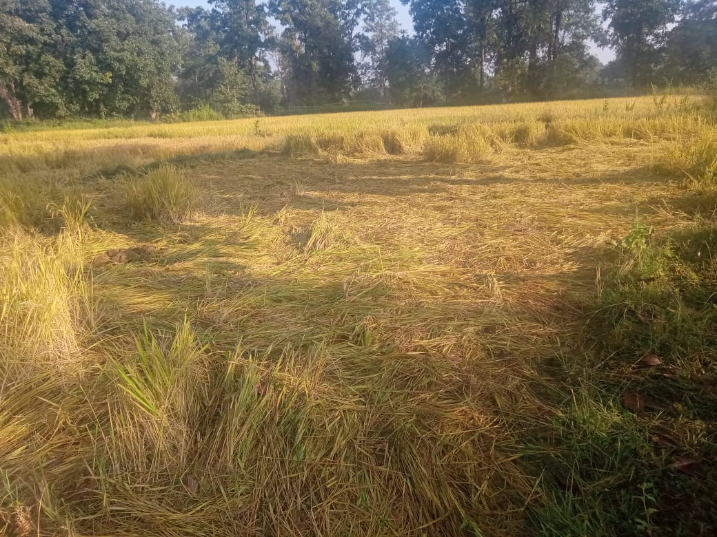 रानटी हत्तींकडून पिकांची नासधूस